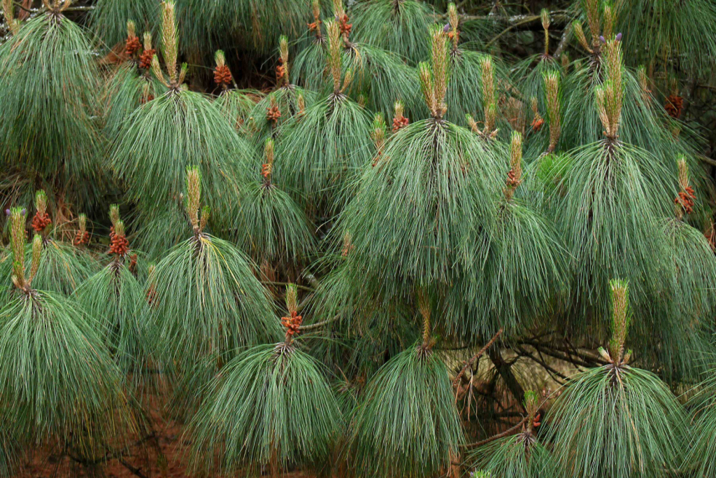 Ballet at the pine forest.