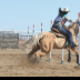 © Diane Garcia PhotoID# 15915199: WhittneeFarrimondUHSRodeoPrice2021Poles6