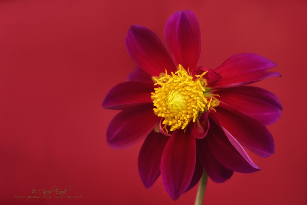 Dahlia Red Disco Dancer - ID: 15915212 © Carol Eade