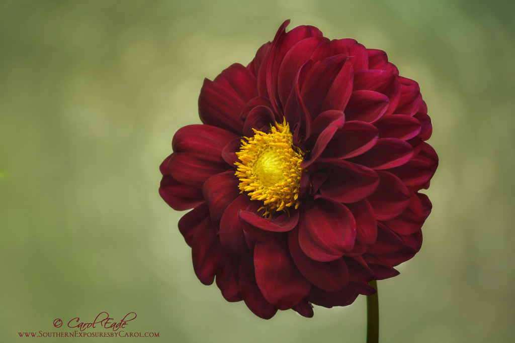 Dazzling Dahlia