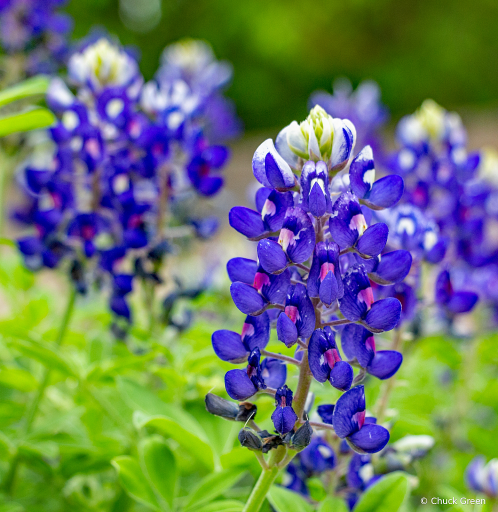 Springtime In Texas