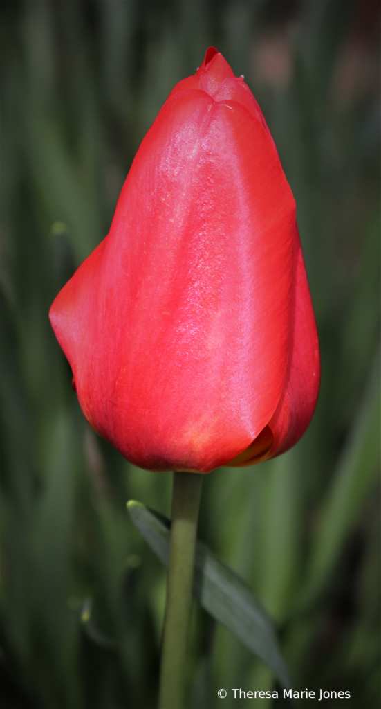 Red Tulip - ID: 15915474 © Theresa Marie Jones