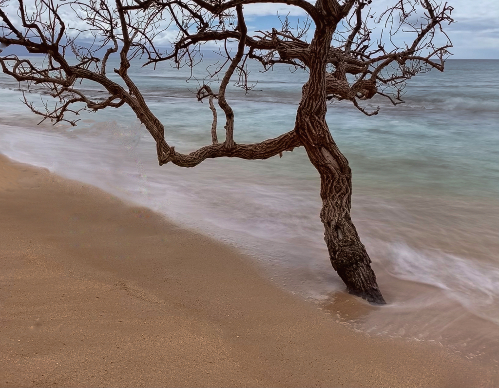 Lone Tree