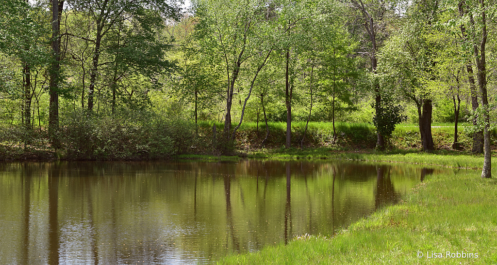 2021 Photo Challenge - DP's Lake reflections