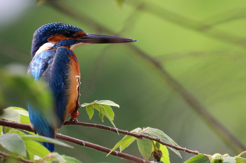 Common Kingfisher