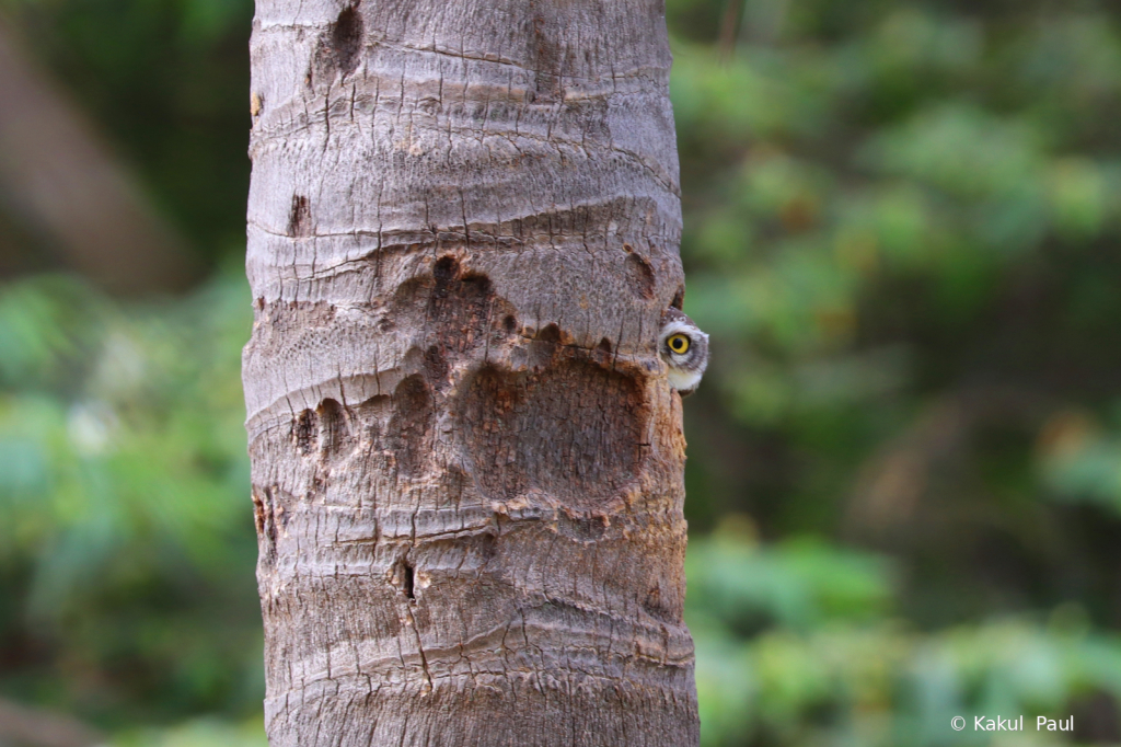 Spot the "Spotted Owlet"!!