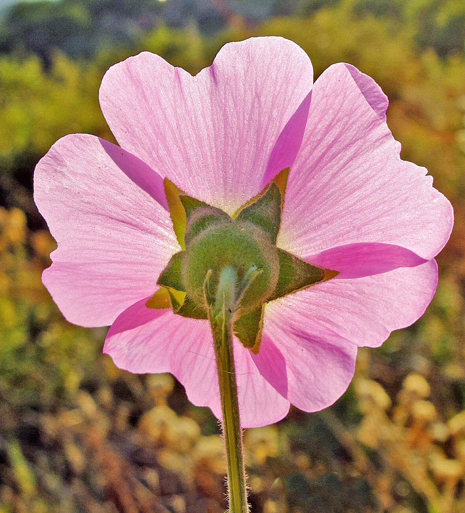 Photo Challenge 2021 Day #22.Backlit Flower.