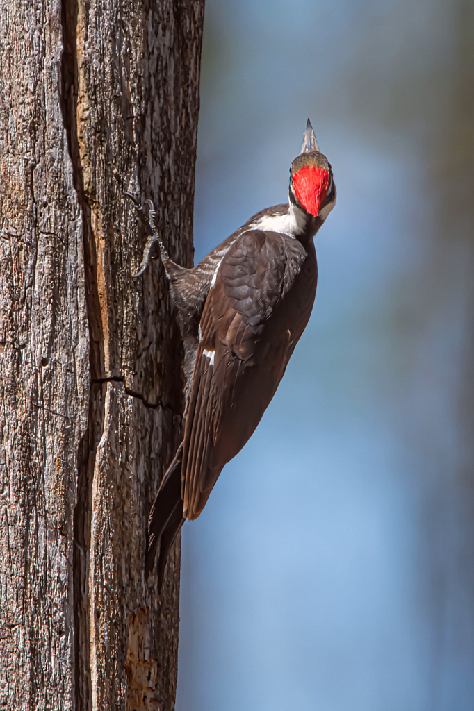 Crown of the Pileated
