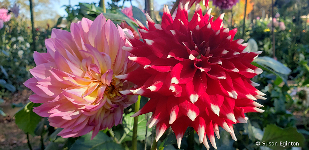 Pair of Dahlias