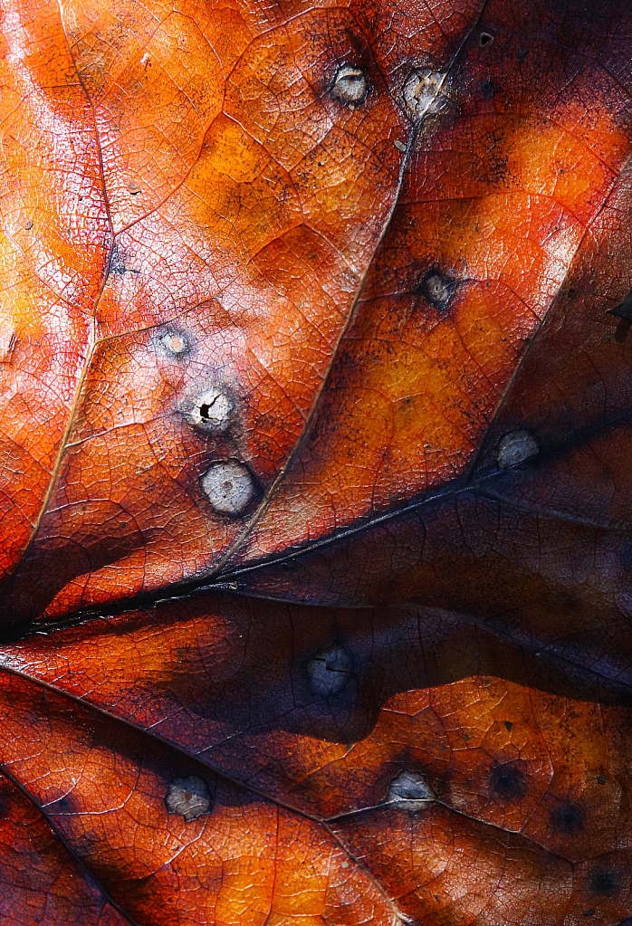 Leaf Pox