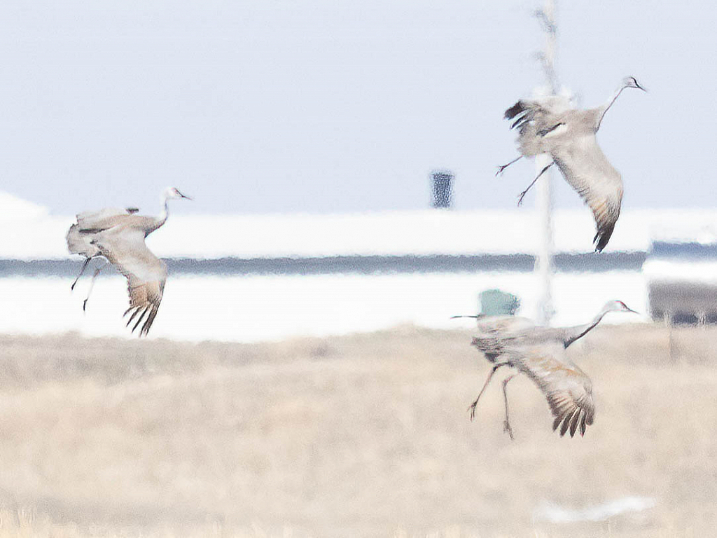 SandhillCrane22 - ID: 15915801 © Wheeler McDougal Jr.