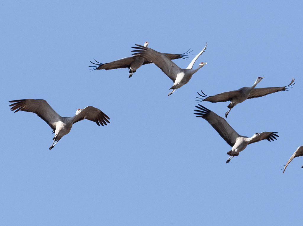 SandhillCrane23 - ID: 15915802 © Wheeler McDougal Jr.