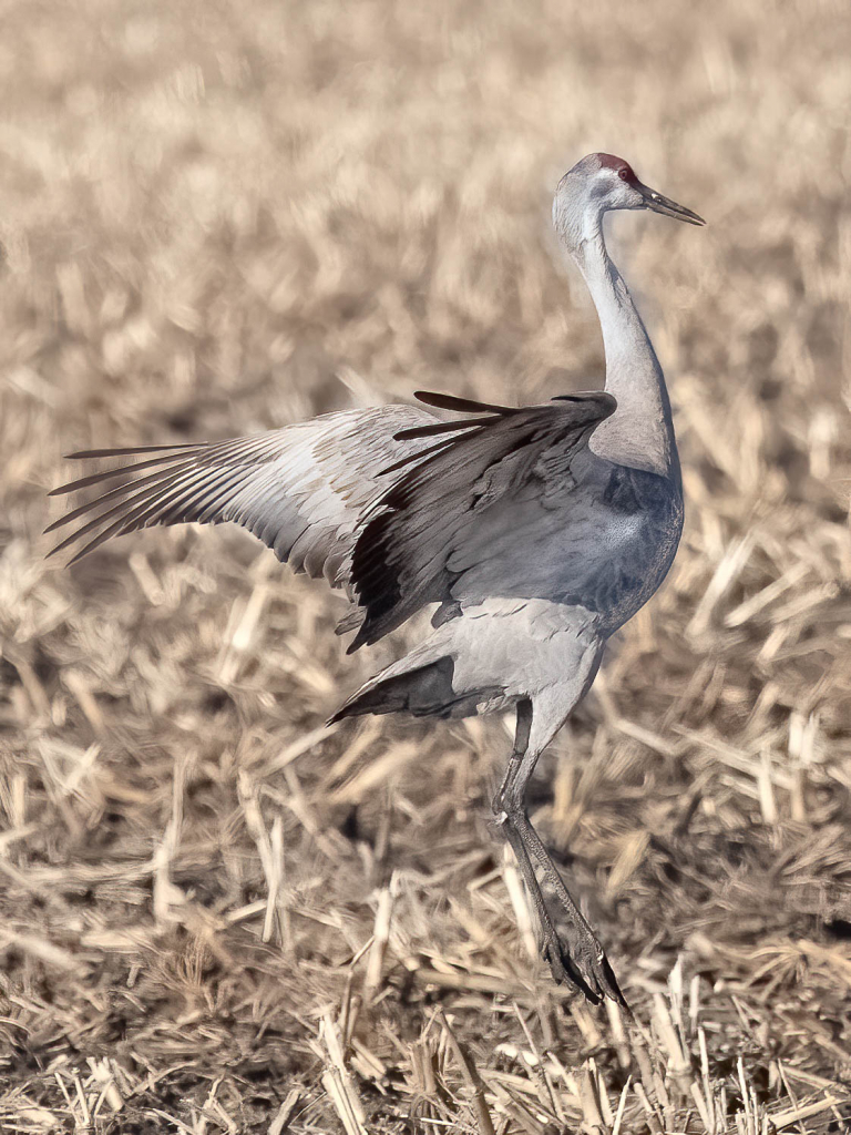 SandhillCrane25 - ID: 15915804 © Wheeler McDougal Jr.
