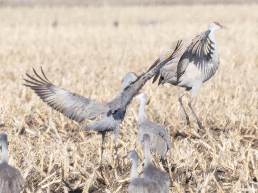 SandhillCrane27 - ID: 15915806 © Wheeler McDougal Jr.