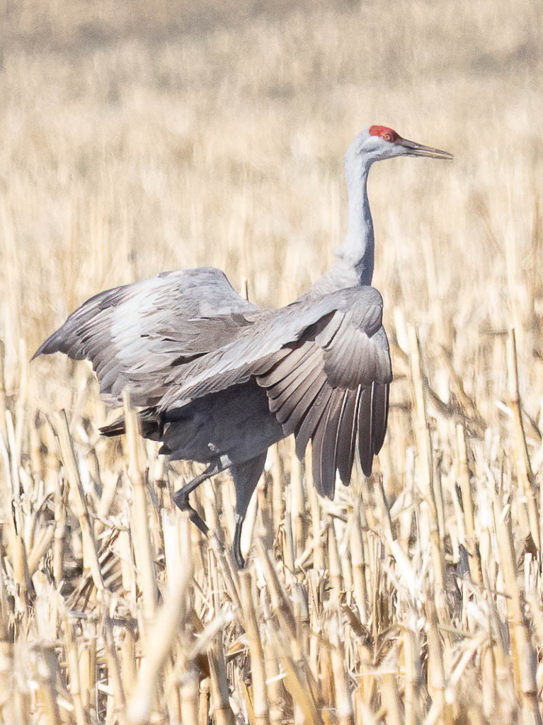 SandhillCrane30 - ID: 15915808 © Wheeler McDougal Jr.