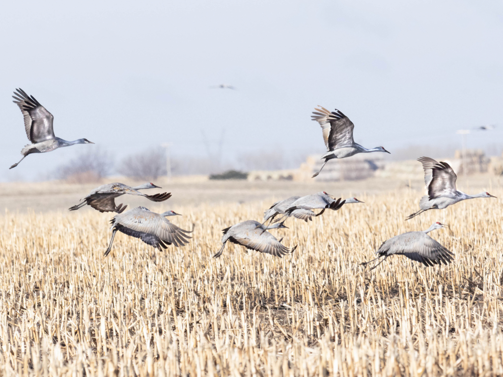 SandhillCrane29 - ID: 15915810 © Wheeler McDougal Jr.