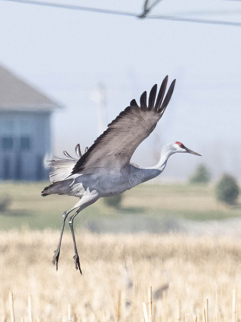 SandhillCrane31 - ID: 15915809 © Wheeler McDougal Jr.