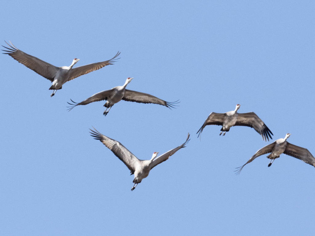SandhillCrane32 - ID: 15915811 © Wheeler McDougal Jr.