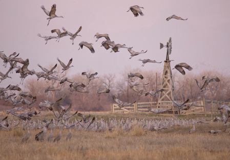 sandhill cranes landing near antique windmill