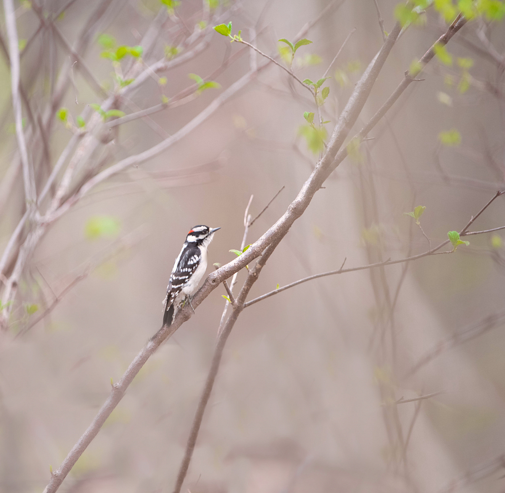 The Downey Woodpecker