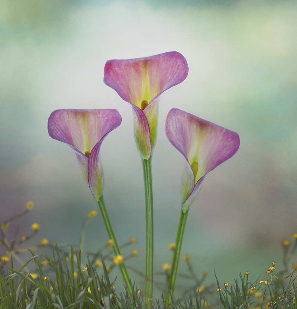 Spring Trio