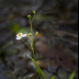 © george w. sharpton PhotoID# 15915735: BunchedArrowhead,    Bunched Arrowhead Preserve