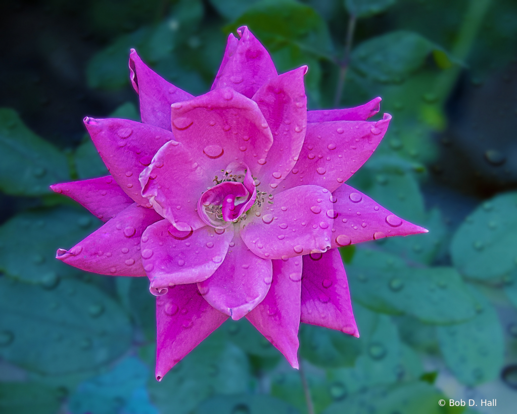 Open Face In The Rain