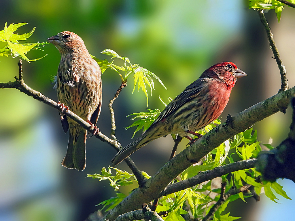 House Finches  2021 Photo Challenge  (Day 25) - ID: 15915759 © Janet Criswell