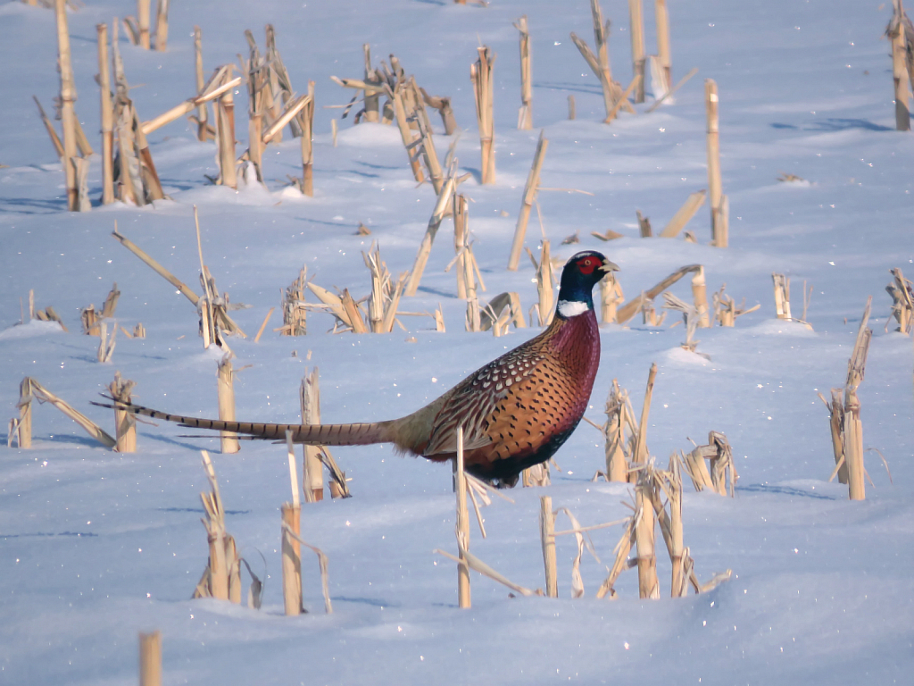 Papa Pheasant In The Snow - ID: 15915839 © Carolyn  M. Fletcher