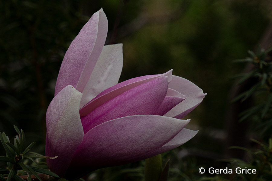 Magnolia Just Opening