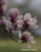 Tulip Magnolia