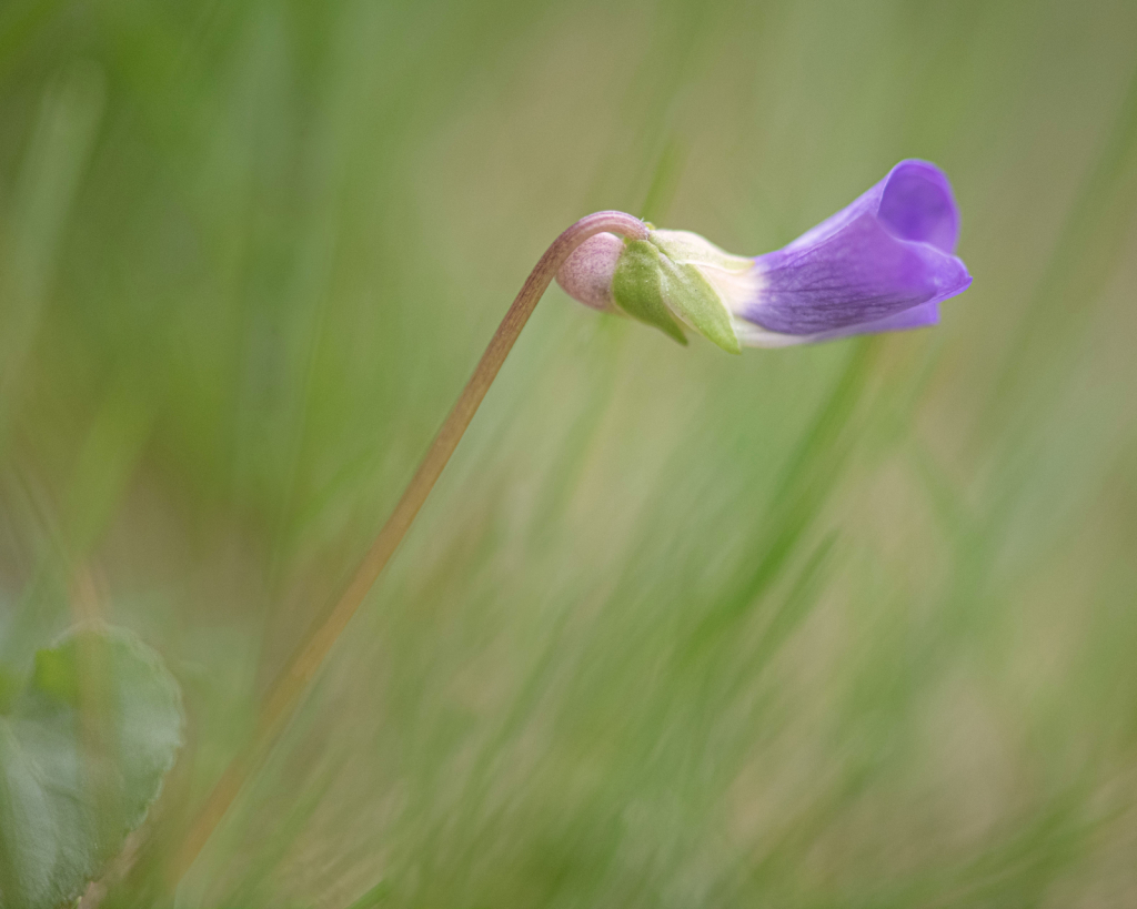 Wild Violet in the Grass