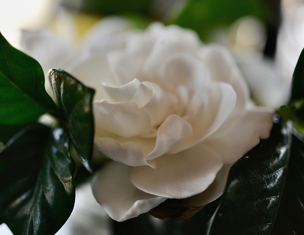 Gardenia, Exquisite Aroma.