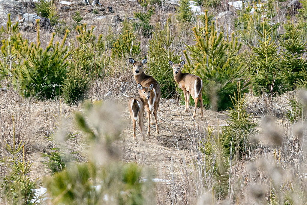 Looking Right Back - At Ya!