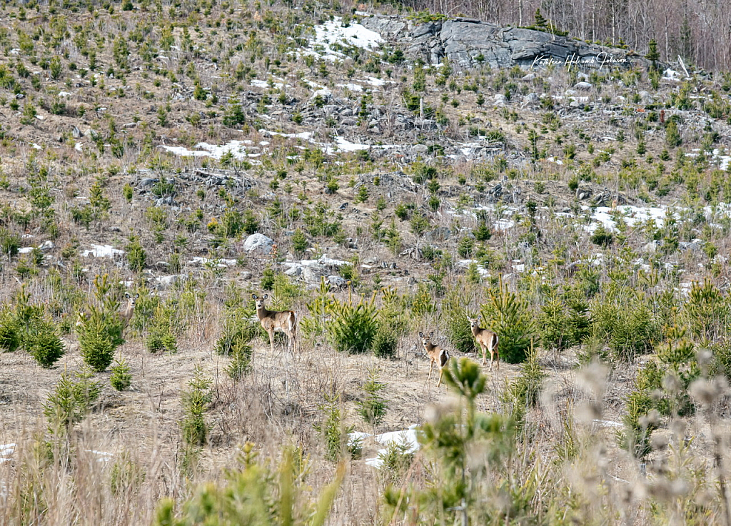 Oh Deer - Times Many!