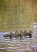 Five Ducklings - ...