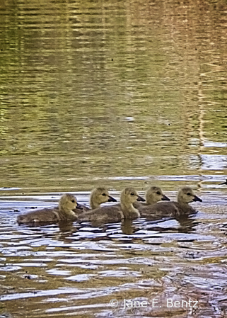 Five Ducklings - Day 21 Photo Challenge 2021