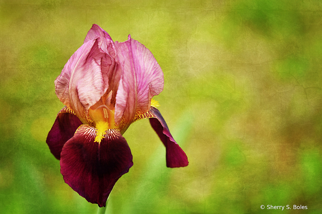 2021 Photo Challenge: Iris (one)