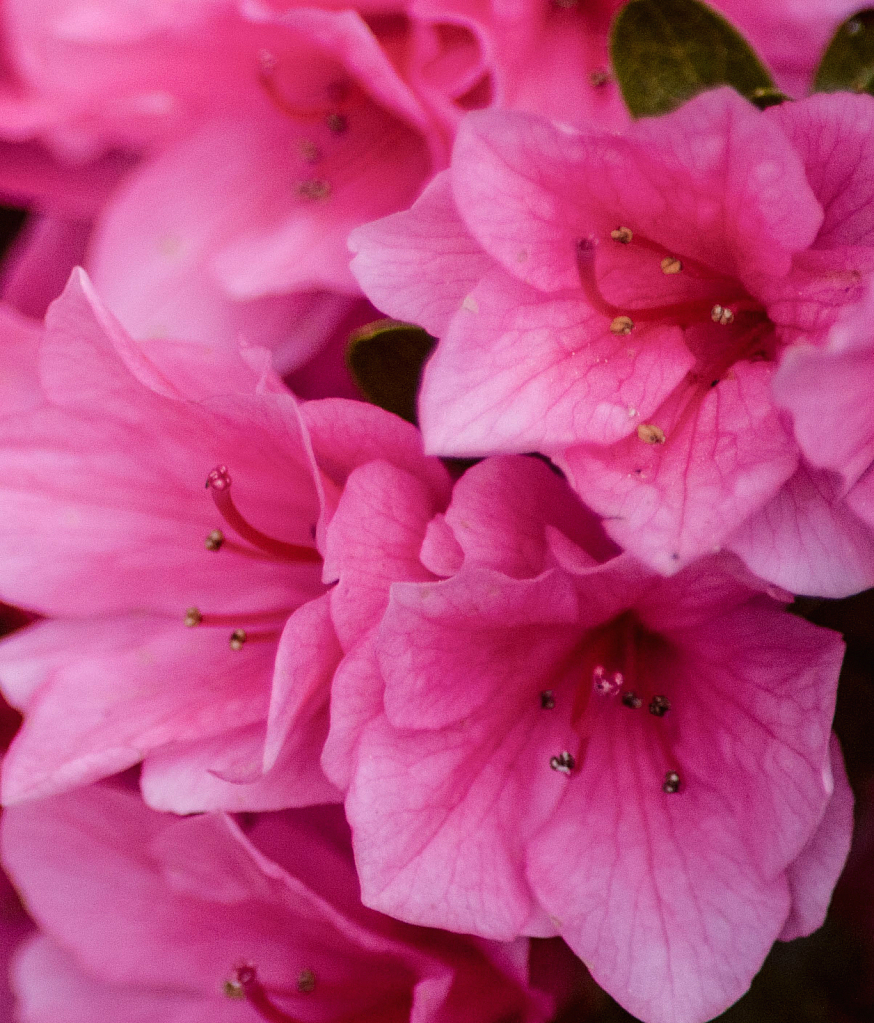 Azalea Pink