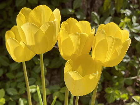 Five Backlit Tulips