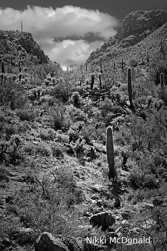 Saguaro National Park, BW Vertical