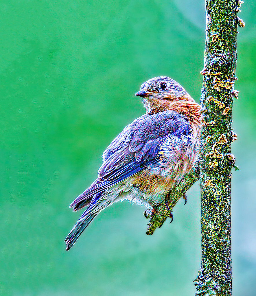 Baby Bluebird - ID: 15916147 © Janet Criswell