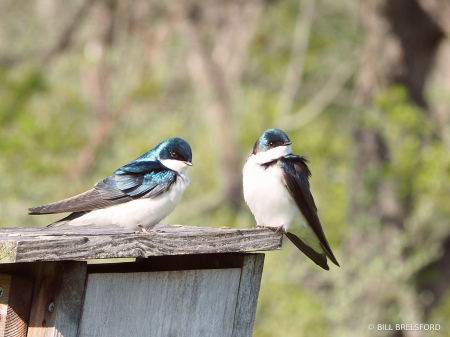 Guarding the Nest