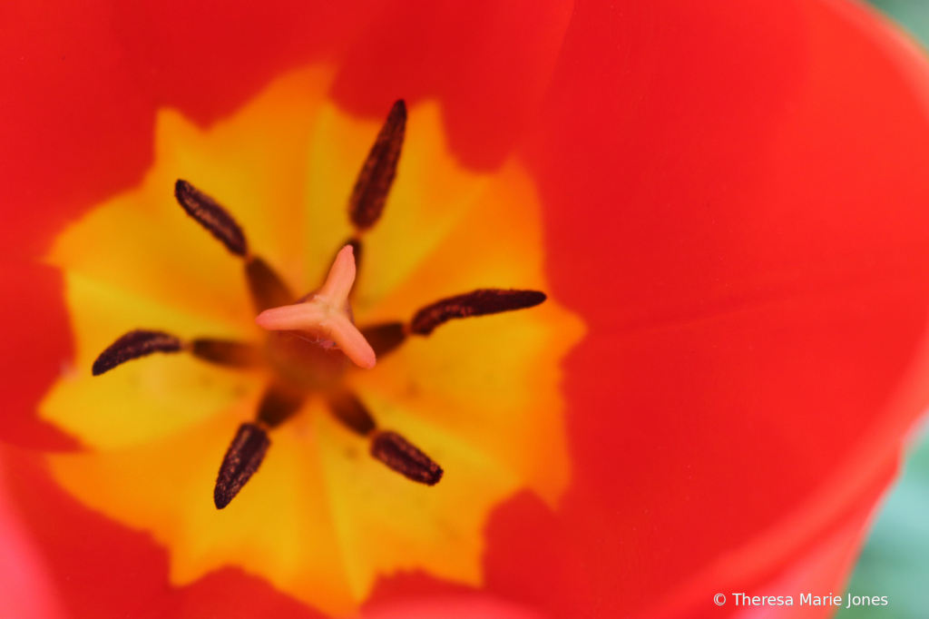 Looking Inside of a Tulip