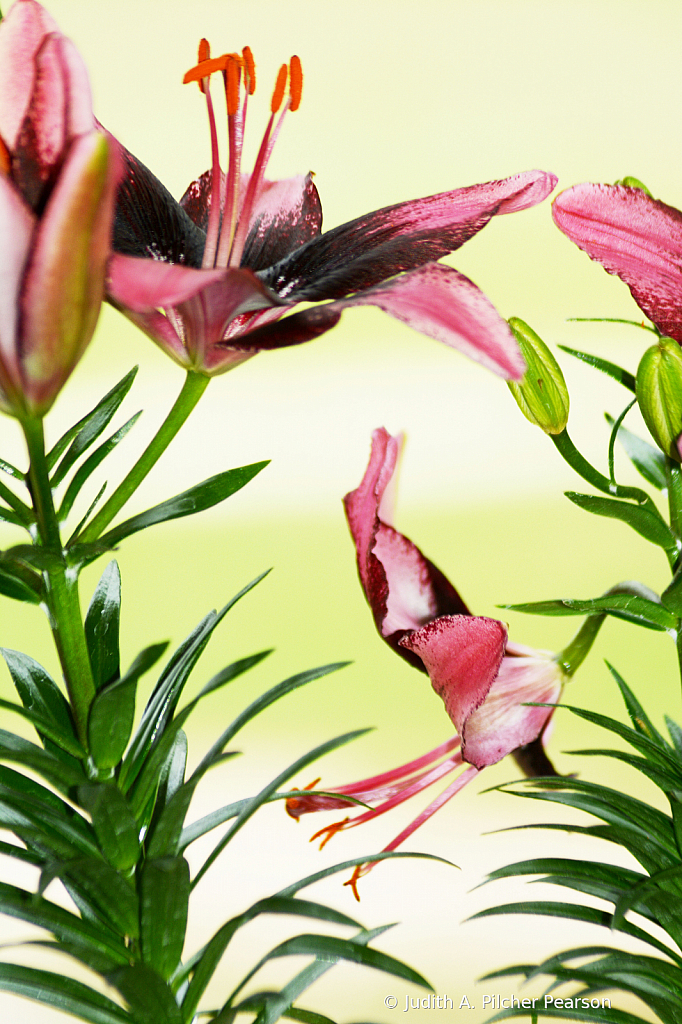 graceful Asian daylilies......