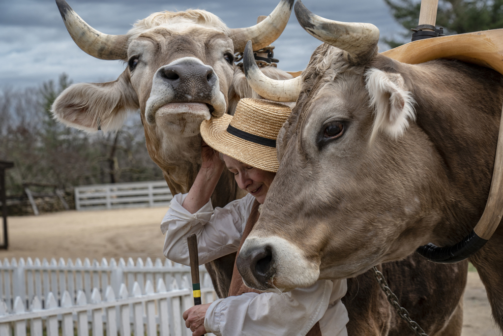 Mischievous Brown Swiss