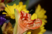 Flowers For Linds...