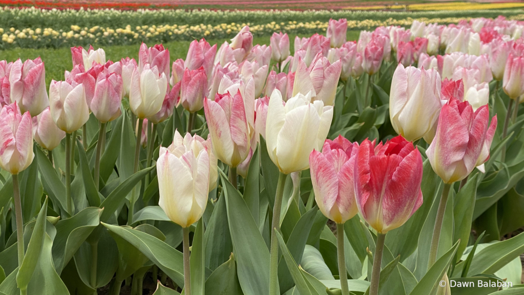 Pink tulips in the breeze