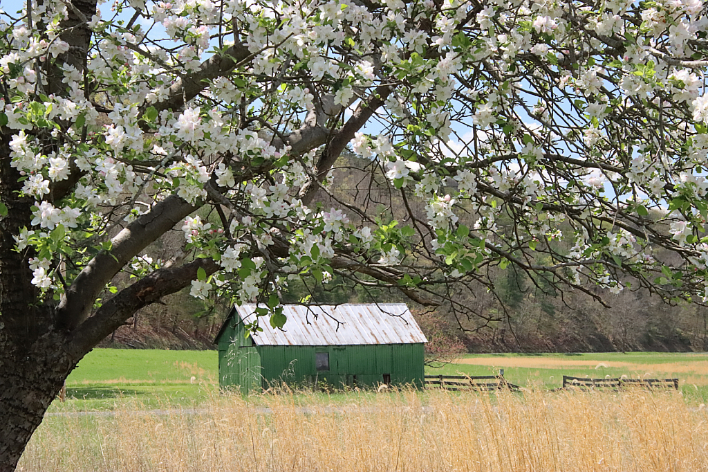 Spring in the Country