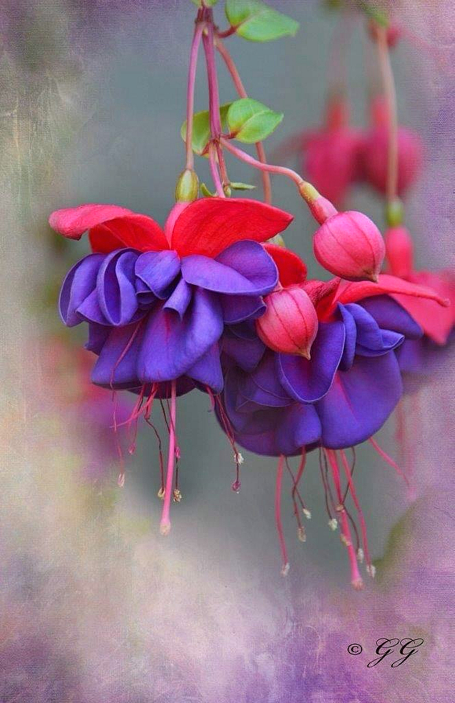 Red Purple Flowers G.G. Leger